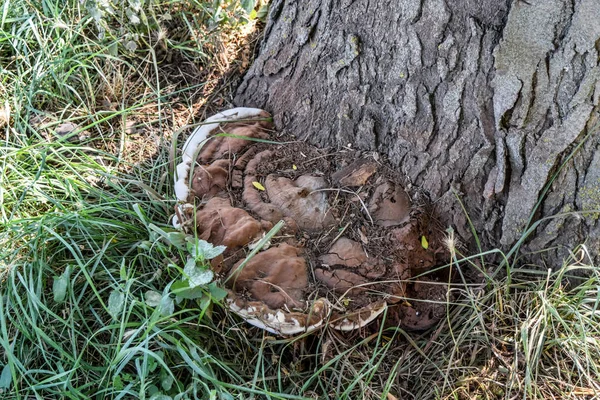 古い木の麓火口菌 — ストック写真