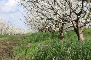 Erik Bahçe çiçekli