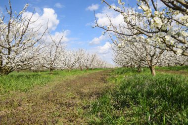 Erik Bahçe çiçekli