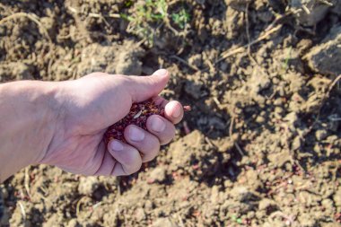 Mısır kontrolden Ekim