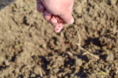 Mısır kontrolden Ekim