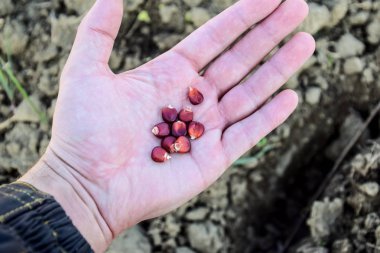 Mısır kontrolden Ekim