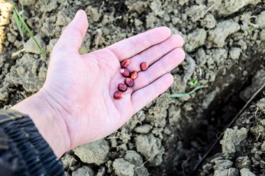 Mısır kontrolden Ekim