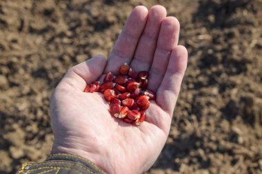 Mısır kontrolden Ekim