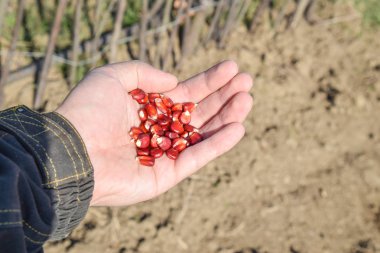 Mısır kontrolden Ekim