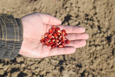 Mısır kontrolden Ekim