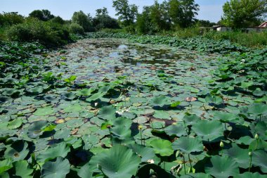 Nilüferler gölet. Nilüferler büyüyen sezonunda. Dekoratif bitki su birikintisi içinde
