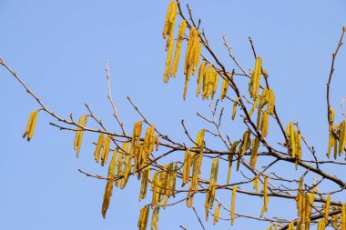 Çiçekli ela fındık. Hazel kedicikler dallar