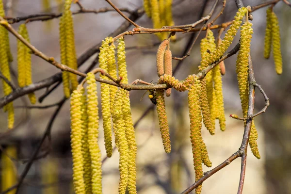 넛입니다 Catkins 지점에 — 스톡 사진