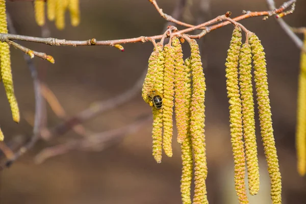 Beporzás Által Méhek Fülbevaló Mogyoró Virágzás Mogyoró Mogyoró Hazel Barkái — Stock Fotó
