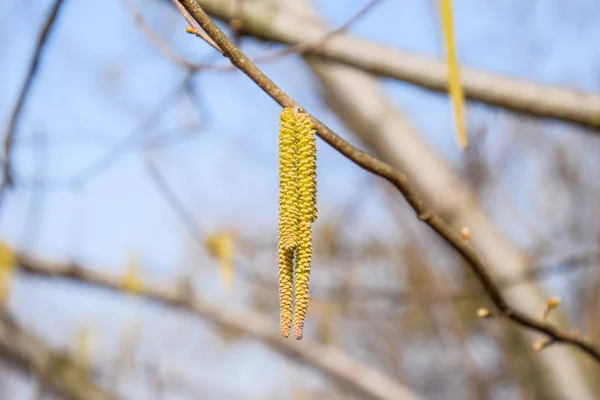 蜜蜂授粉的榛子耳环 花榛榛子 树枝上的榛柳絮 — 图库照片