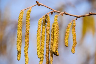 Tozlaşma arılar küpe fındık tarafından. Çiçekli ela fındık. Hazel kedicikler dallar