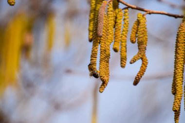 Tozlaşma arılar küpe fındık tarafından. Çiçekli ela fındık. Hazel kedicikler dallar