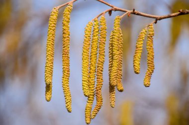 Tozlaşma arılar küpe fındık tarafından. Çiçekli ela fındık. Hazel kedicikler dallar
