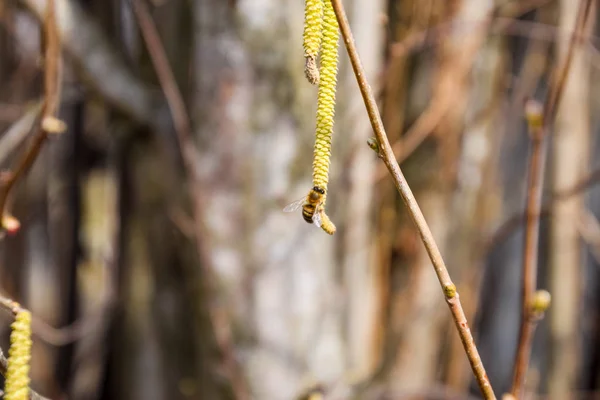 Запилення Бджолами Сережок Лісовим Горіхом Цвіте Лісовий Лісовий Горіх Хейзел — стокове фото