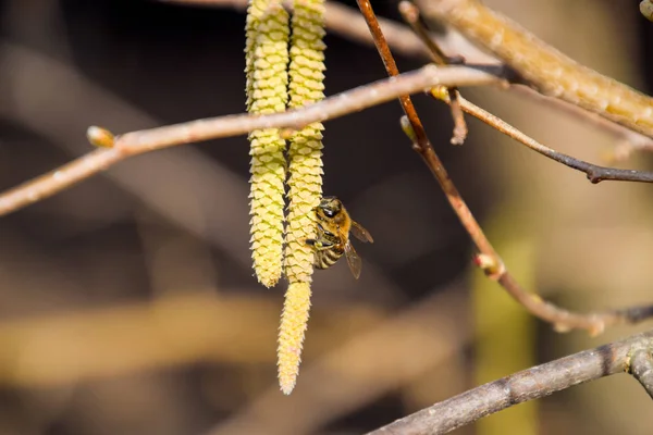 蜜蜂授粉的榛子耳环 花榛榛子 树枝上的榛柳絮 — 图库照片
