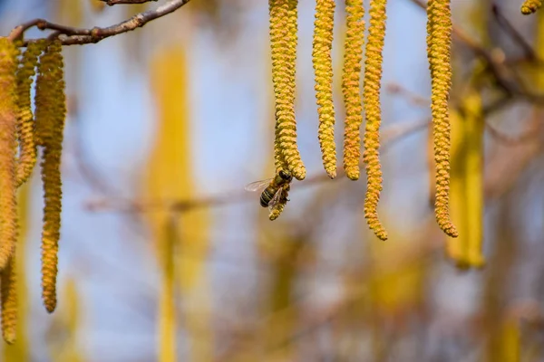 귀걸이 분입니다 넛입니다 Catkins 지점에 — 스톡 사진