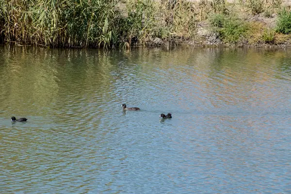 Patos Nadando Estanque Pato Real Salvaje Drakes Hembras — Foto de Stock