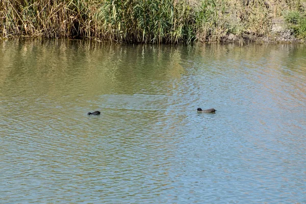 Patos Nadando Estanque Pato Real Salvaje Drakes Hembras — Foto de Stock