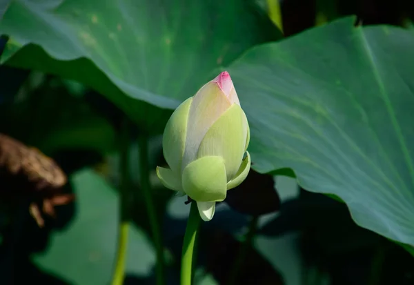 Rybník Lotosů Lotosů Během Vegetačního Období Dekorativní Rostliny Jezírku — Stock fotografie