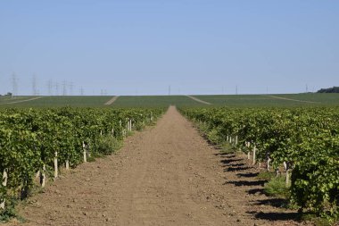 Üzüm bahçeleri. Azak Denizi, şarap üzüm tarımı.