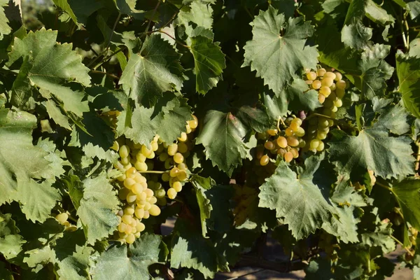 Los Huertos Uva Cultivo Uvas Vinificación Mar Azov — Foto de Stock