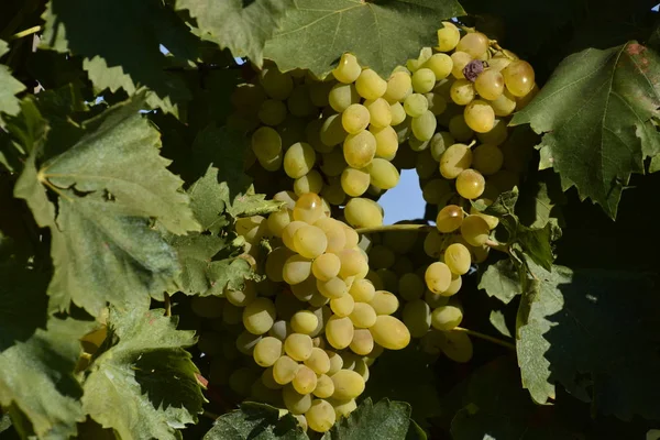 Los Huertos Uva Cultivo Uvas Vinificación Mar Azov — Foto de Stock