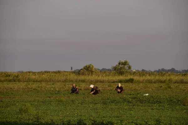 Trabalhadores Plantação Retiram Manualmente Ervas Daninhas Trabalhadores Trabalho Terreno — Fotografia de Stock