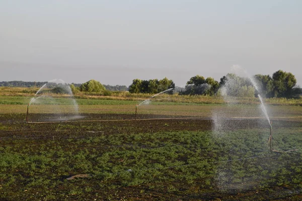 Sistema Irrigazione Campo Meloni Annaffiare Campi Irrigatore — Foto Stock