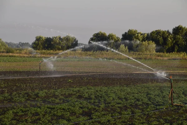 Système Irrigation Dans Domaine Des Melons Arroser Les Champs Arroseur — Photo