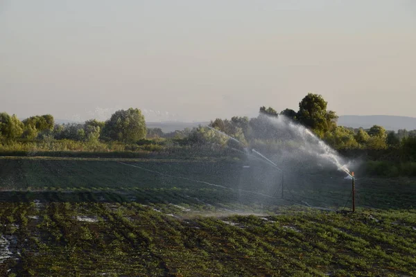 Sistema Riego Campo Melones Riego Los Campos Aspersor —  Fotos de Stock