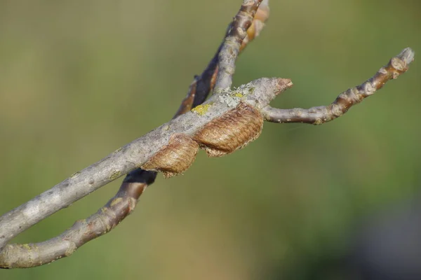 Mantis Ootheca Las Ramas Árbol Los Huevos Del Insecto Puestos — Foto de Stock