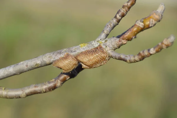 Mantis Ootheca Las Ramas Árbol Los Huevos Del Insecto Puestos — Foto de Stock