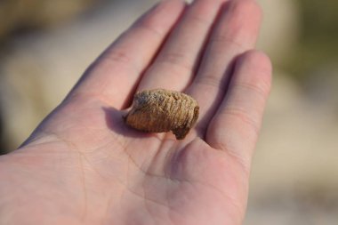 İnsan elinde peygamber devesi yığını. Teftiş yeri. Böceğin yumurtaları koza içine bırakılır kış için..