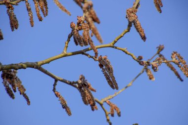Çiçekli gümüş kavak. Baharda gümüş kavak ağacı. Çiçeklerden kavak tüyü - küpeler.