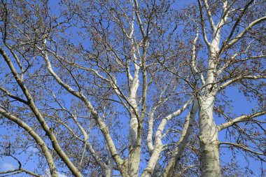 Çiçekli gümüş kavak. Baharda gümüş kavak ağacı. Çiçeklerden kavak tüyü - küpeler.