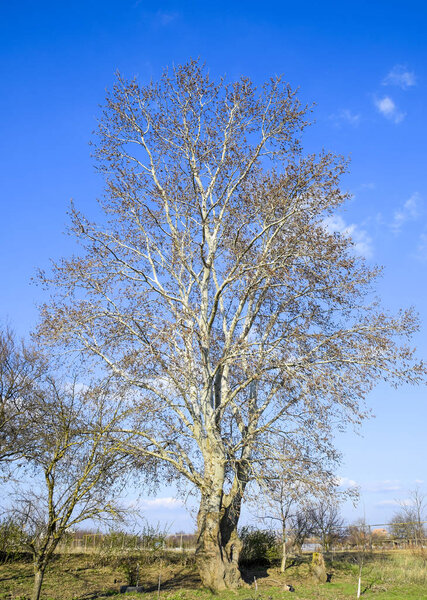 Blooming silver poplar. Silver poplar tree in spring. Poplar fluff from flowers - earrings.
