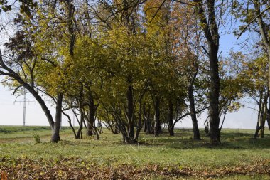 Sonbaharda yol boyunca orman. Dalları yapraklarda sararma.