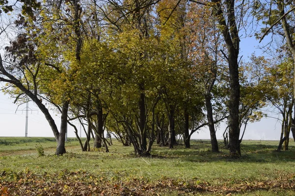 Sonbaharda yol boyunca orman. Dalları yapraklarda sararma.