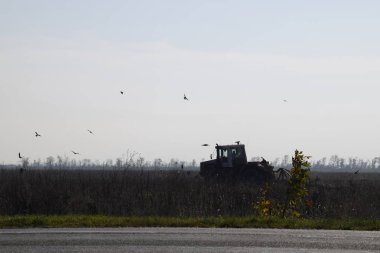 Traktör tarlayı sürüyor ve kargalar yiyecek bulmak için etrafında uçuyor..