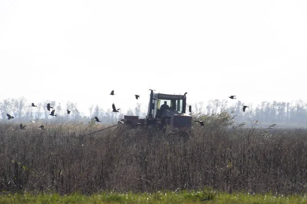 Traktor Pflügt Feld Feld Und Krähen Fliegen Ihn Herum Auf — Stockfoto