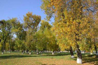 Güzel renkli sonbahar yaprakları topluluğu. yeşil, sarı ve turuncu ve kırmızı