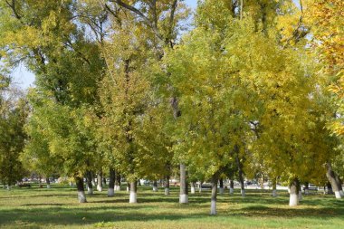 Güzel renkli sonbahar yaprakları topluluğu. yeşil, sarı ve turuncu ve kırmızı