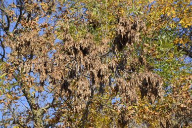 Güzel renkli sonbahar yaprakları topluluğu. yeşil, sarı ve turuncu ve kırmızı