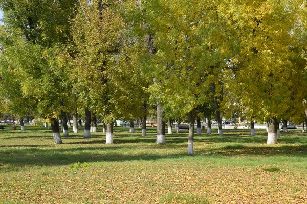 Güzel renkli sonbahar yaprakları topluluğu. yeşil, sarı ve turuncu ve kırmızı