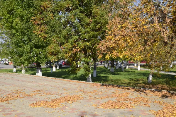 Коллекция Красивых Цветных Осенних Листьев Зеленый Желтый Оранжевый Красный — стоковое фото