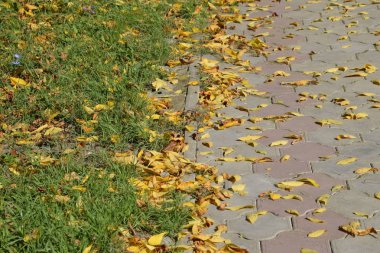 Yaprakları yere sarıdır. Sonbahar yaprak Güz.