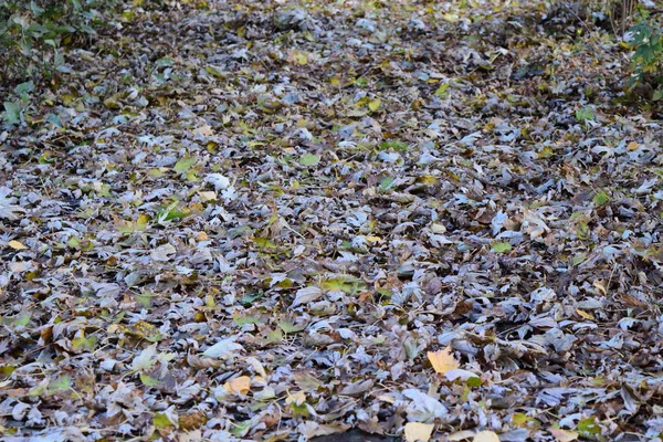 Les Feuilles Sont Jaunes Sur Sol Automne Chute Des Feuilles — Photo