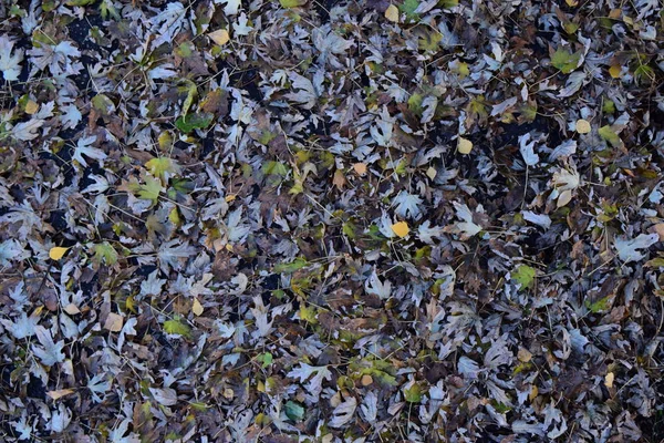Листья Жёлтые Земле Осенний Листопад — стоковое фото