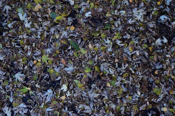 Leaves Yellow Ground Autumn Leaf Fall — Stock Photo, Image